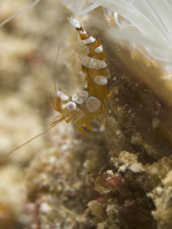 Shrimp, Seaventures House Reef